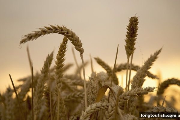 龙王捕鱼深度拆解：PG电子爆分规律与注册优惠的实战协同指南